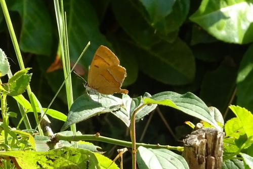 Thecla betulae